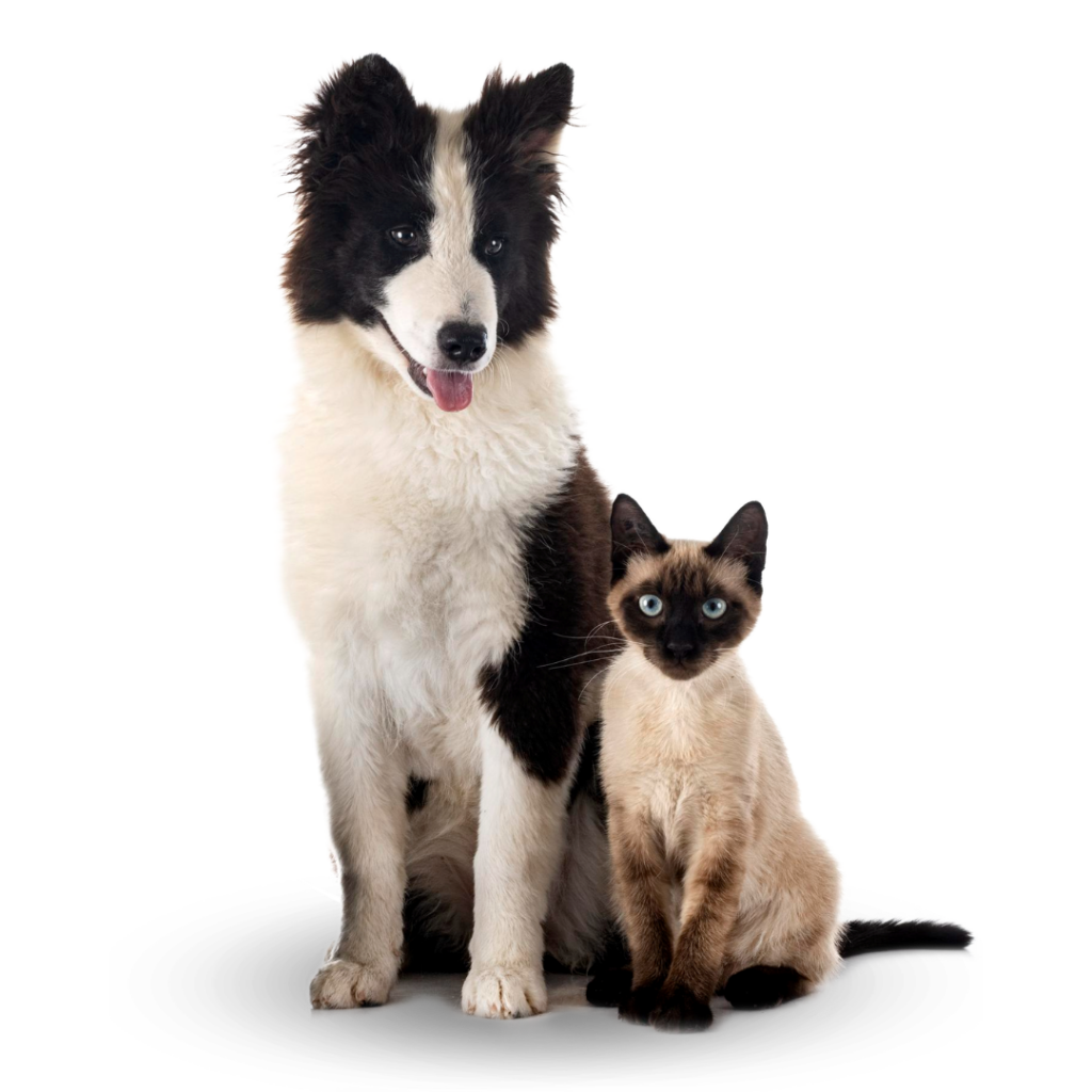 Plan Preventivo Veterinario Laracha A Coruña